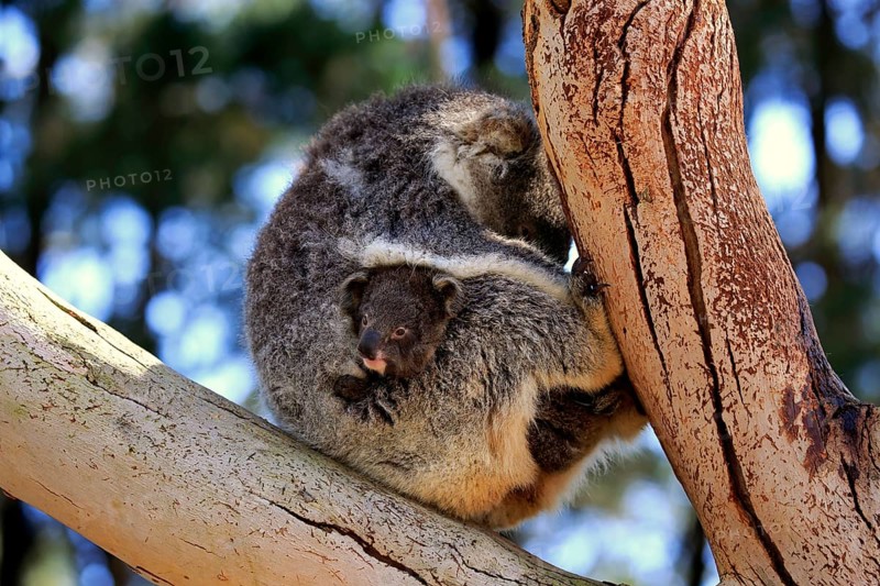 Koala