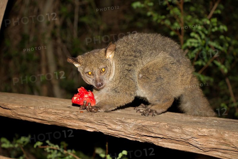 Slim Beak Bush Baby