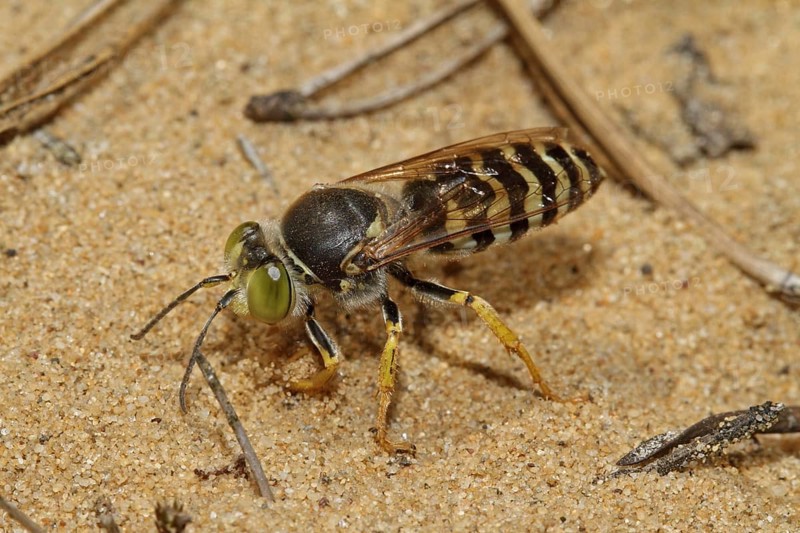 Beaked gyro wasp
