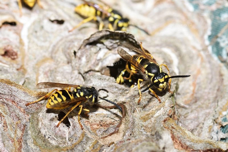 German wasp