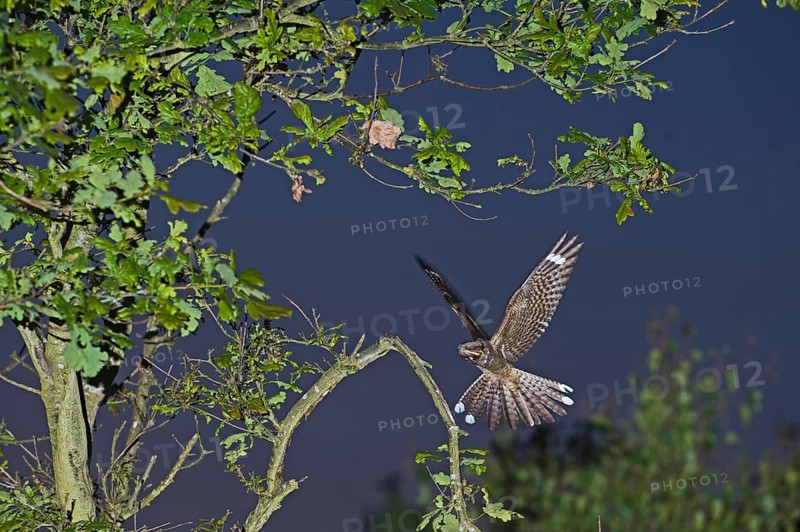 Eurasian european nightjar