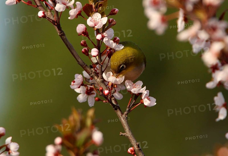 Chestnut-flanked White-eye