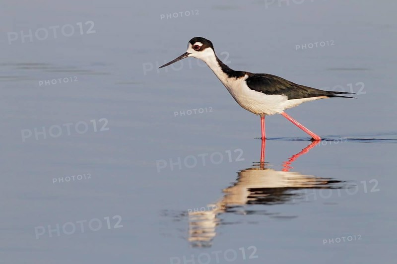 Black-necked Black-winged Stilt