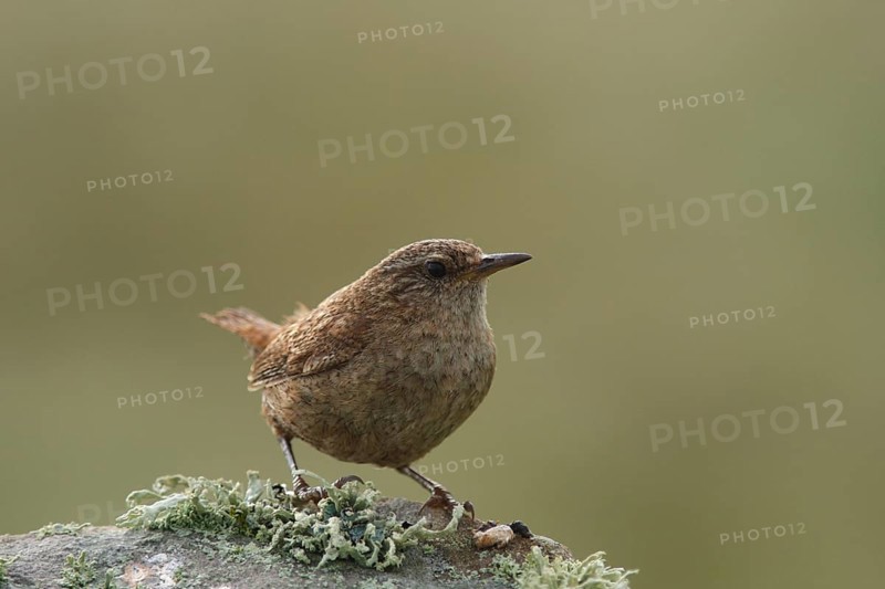 Wren