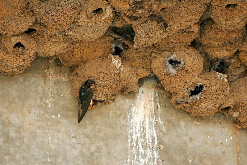 South African Cliff Swallow