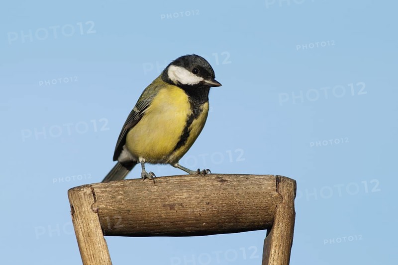 Great tit