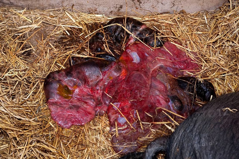 Domestic pig