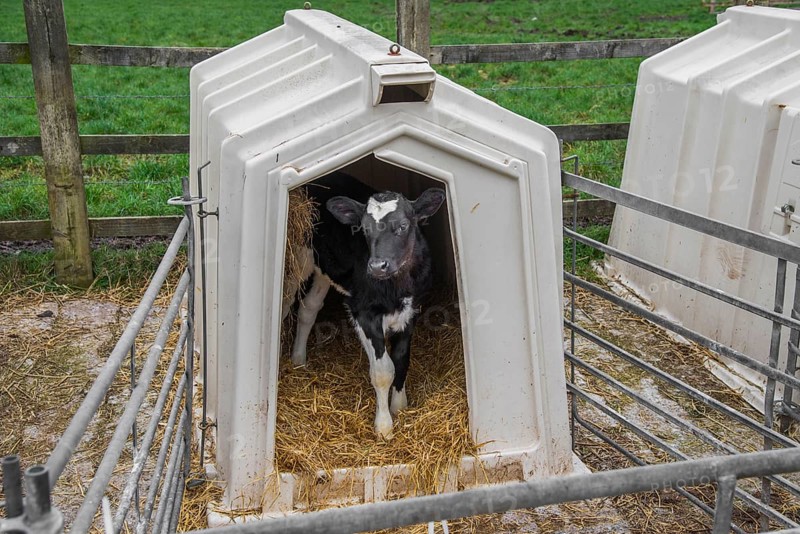 Domestic Cattle