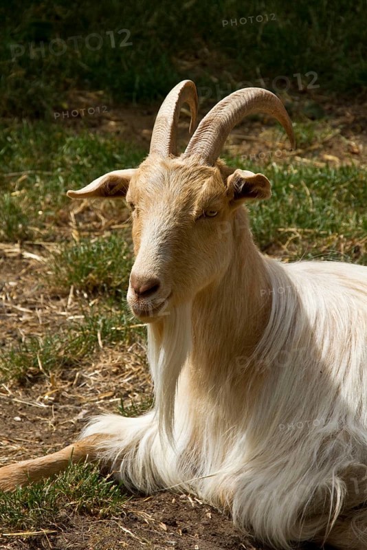 Golden Guernsey Goats
