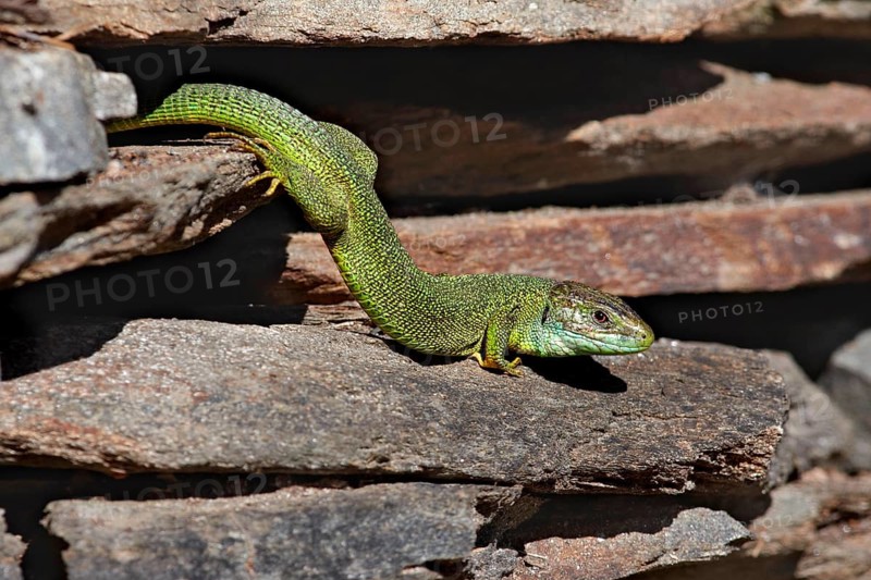 European green lizards