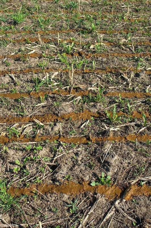 Spreading slurry on stubble field