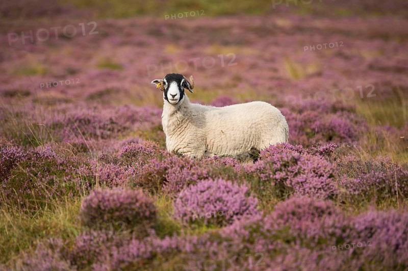 Domestic Sheep