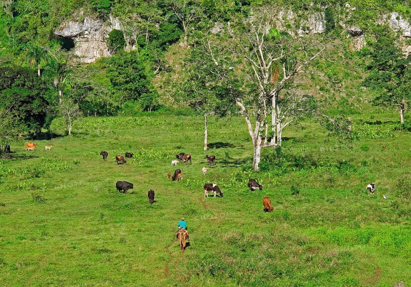 Rancher on horseback with a herd of cattle grazing in a lush depression in a karst landscape