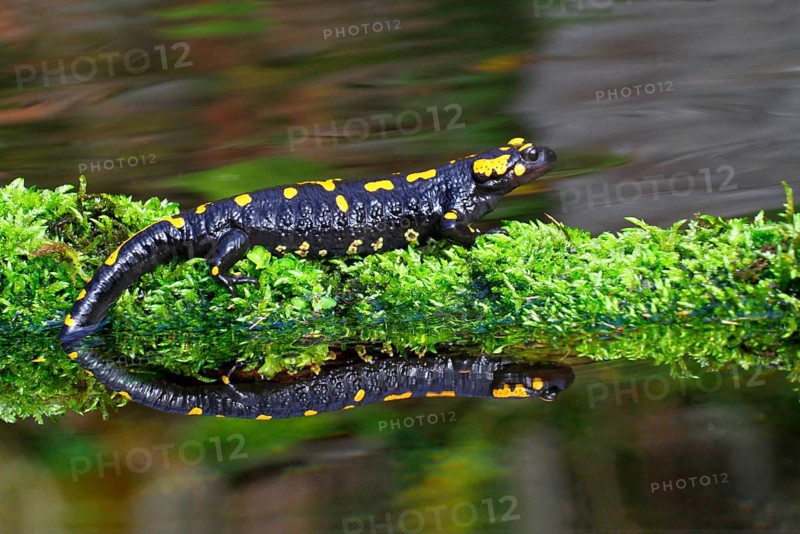 Fire salamander