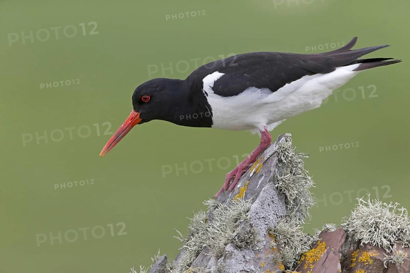 Eurasian Oystercatcher