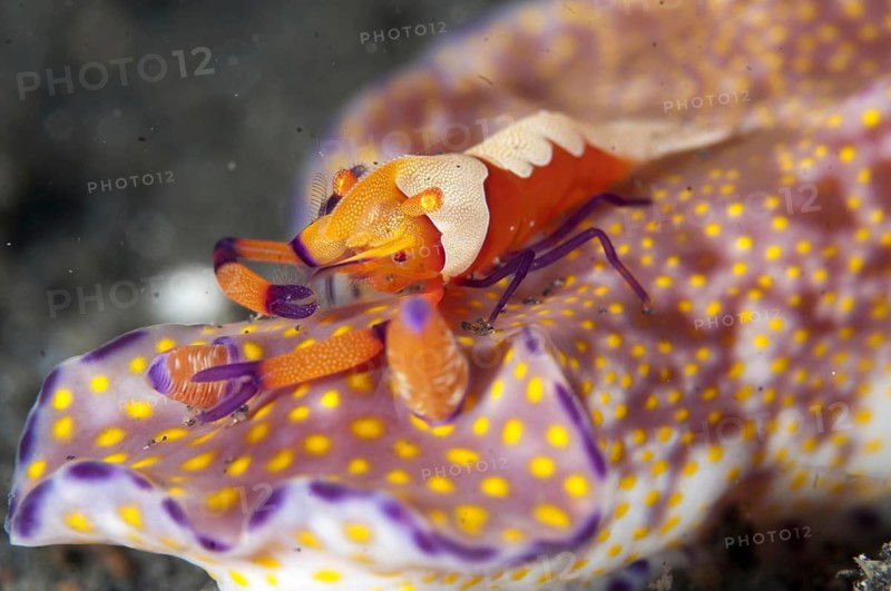 Imperial Shrimp