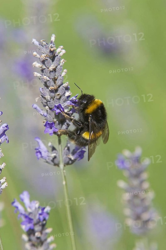 Buff-tailed Bumblebee