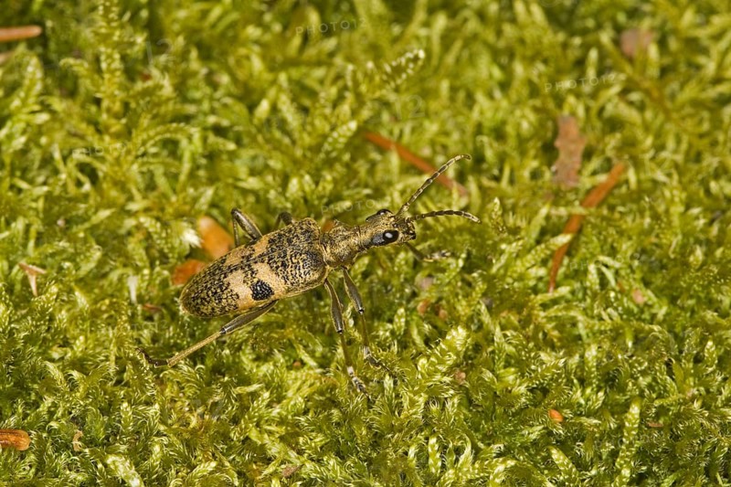 Blackspotted pliers support beetles