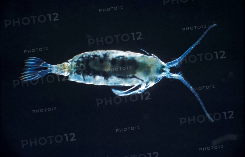 Anomalocera patersoni