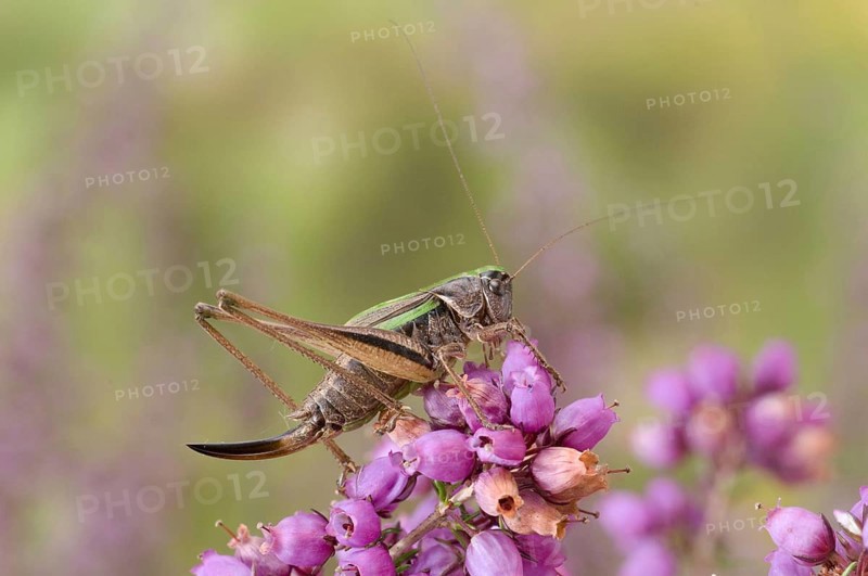 Bog Bush-cricket
