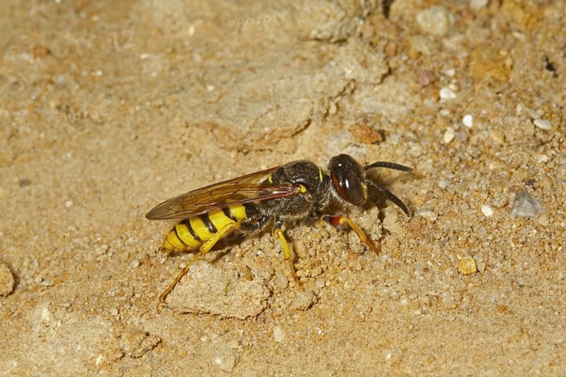 European Beewolf