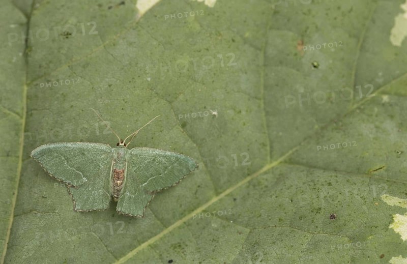 Common emerald