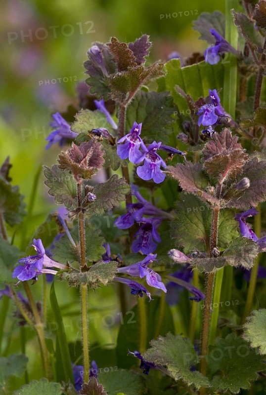 Ground ivy