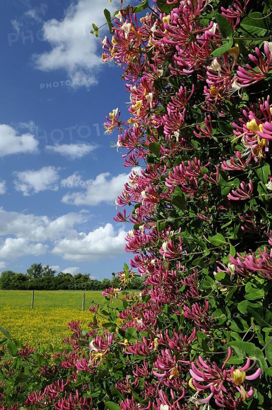 Wild Honeysuckle