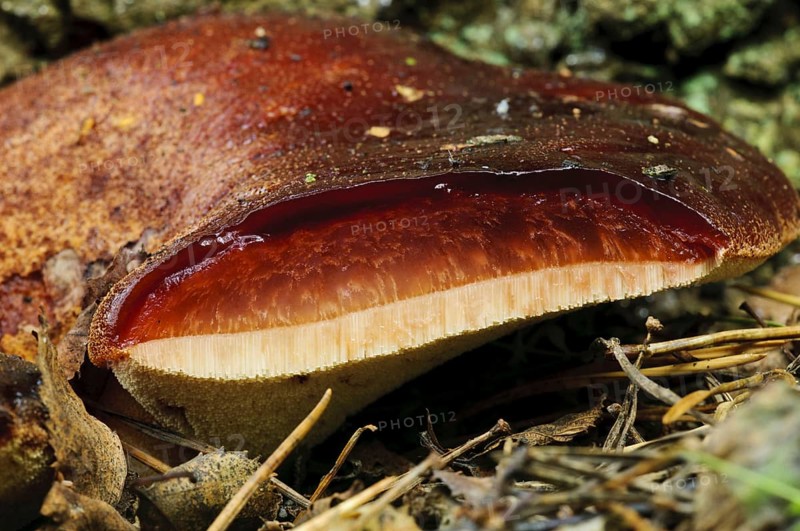 Fruiting body of Beefsteak beefsteak fungus