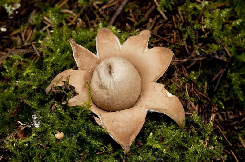 Rosy Earthstar