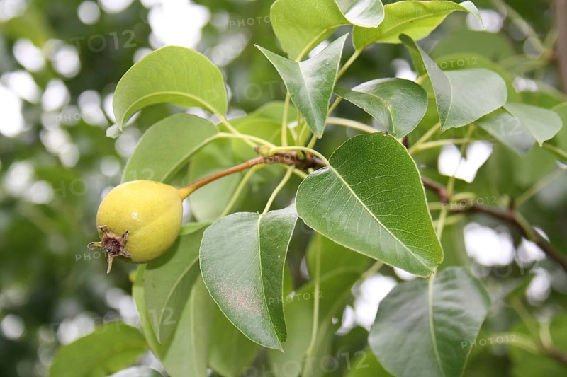 Wild Pear