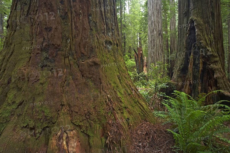 Coastal redwood