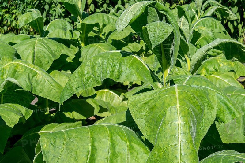Aztec tobacco