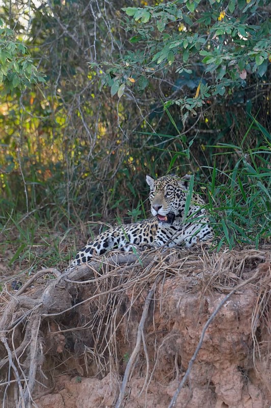 Female jaguar
