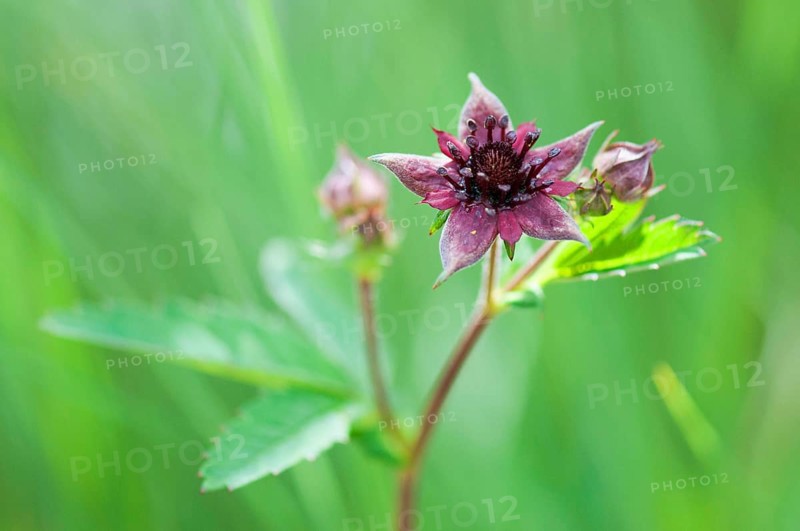 (Potentilla palustris)