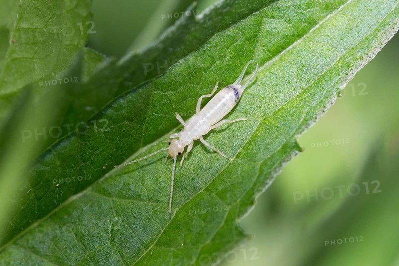 Common Earwig