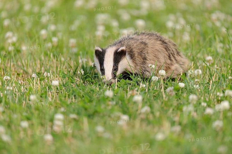 Eurasian Badger