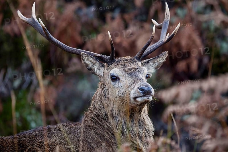 Red deer