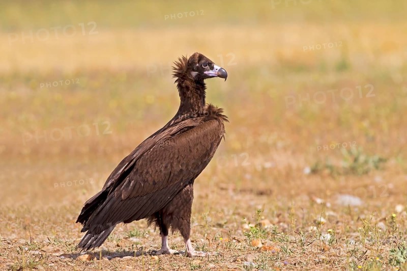 Cinereous vulture