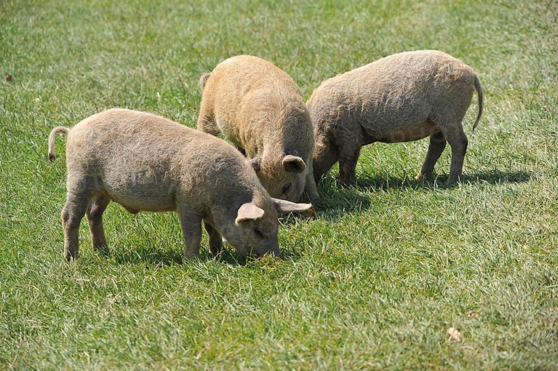 Domestic Pig