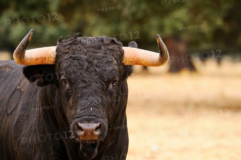 Domestic Cattle