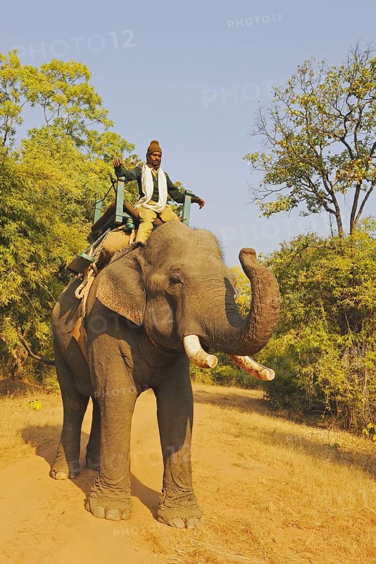 Asian Elephant