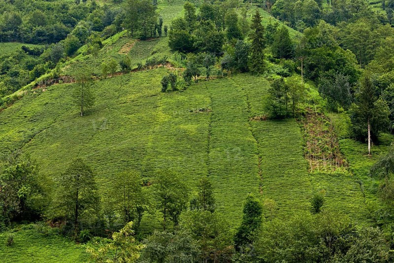 Tea plant