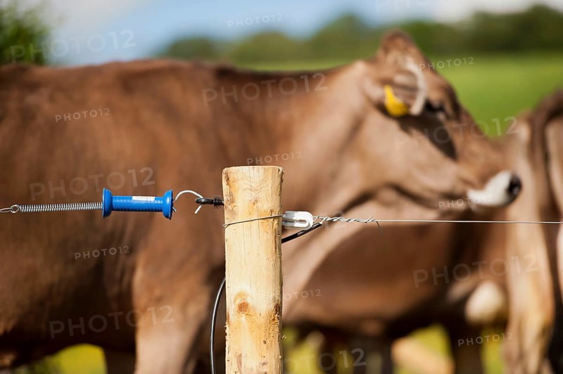 Electric fence set up along farm track to keep dairy cattle on