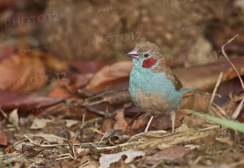 Red-cheeked Cordon-bleu