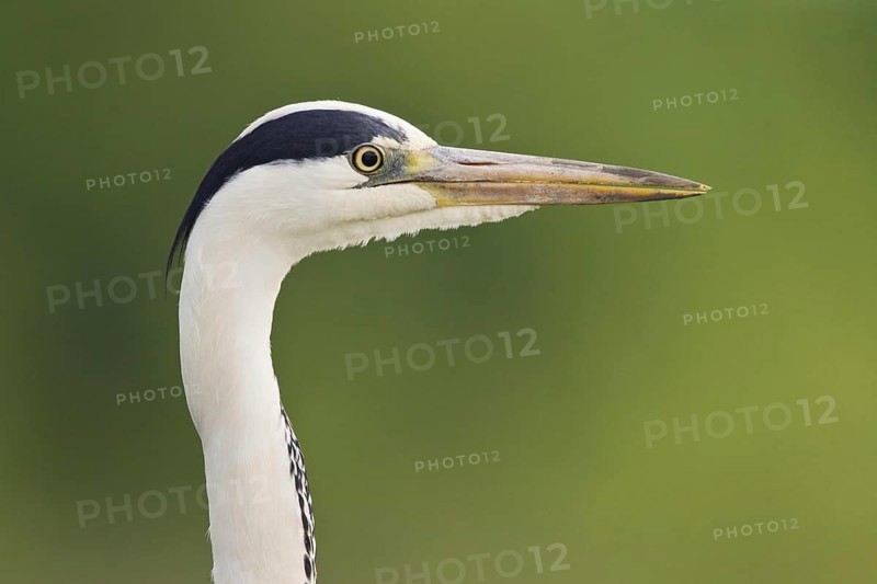 Grey heron