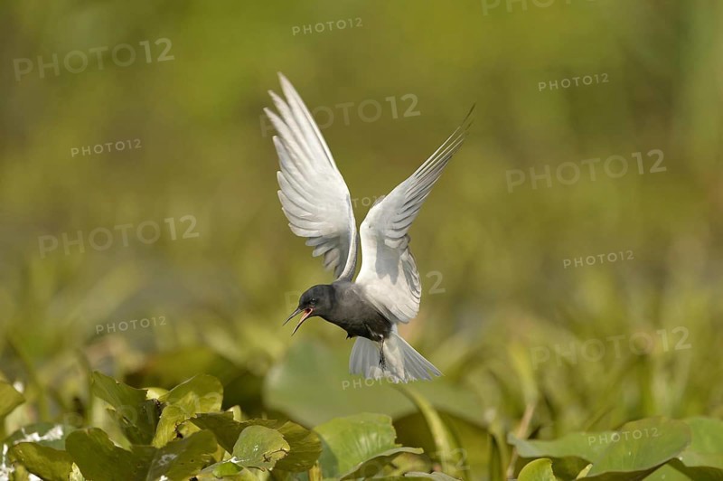 Black Tern