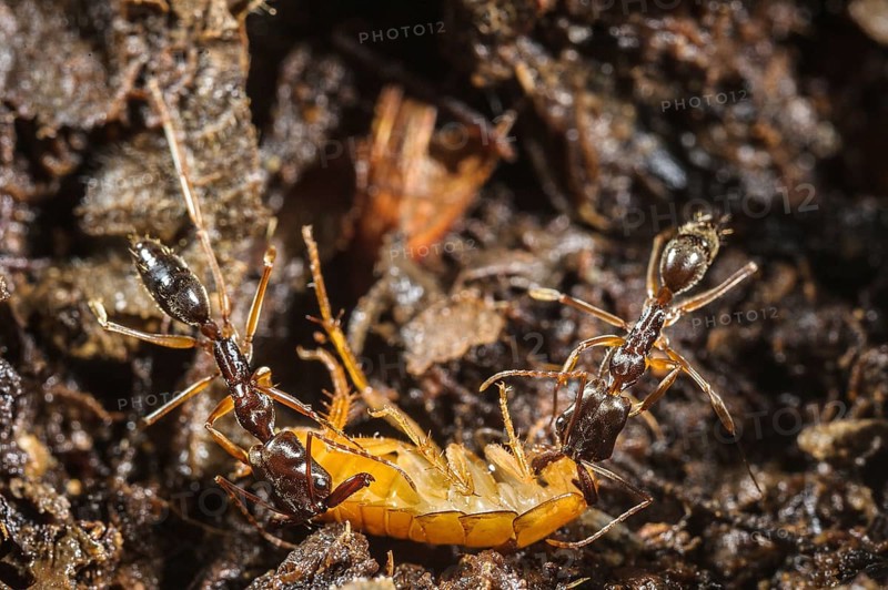 Snapping jaw ant