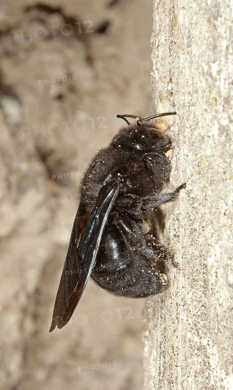 Large Wood Bee