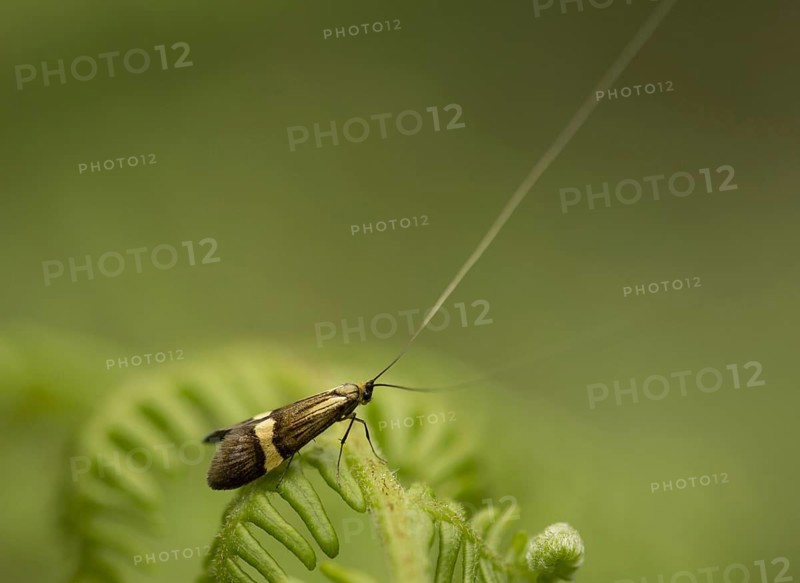 Longhorn Moth